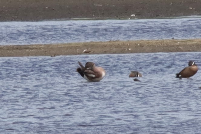 American Wigeon - Margaret Viens