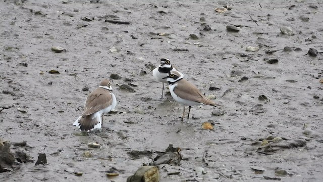 Little Ringed Plover - ML618100698