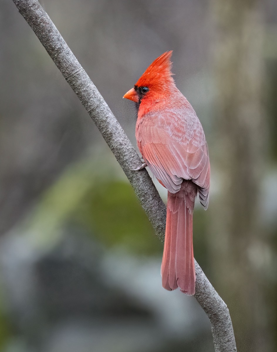 Northern Cardinal - Suzanne Labbé