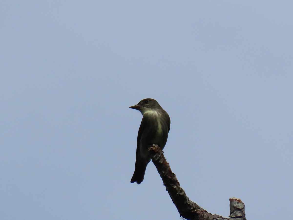 Olive-sided Flycatcher - ML618100721