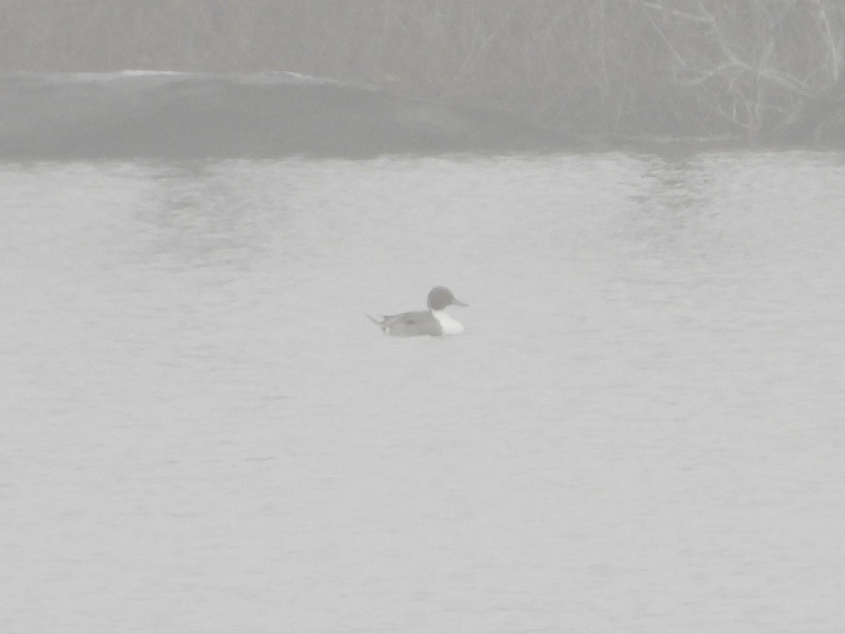 Northern Pintail - ML618100732