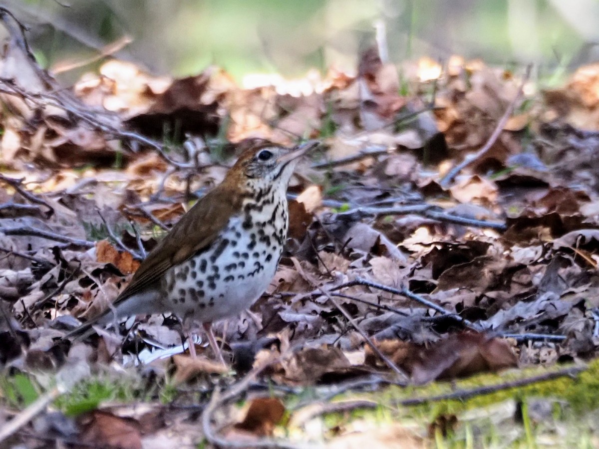Wood Thrush - ML618100774