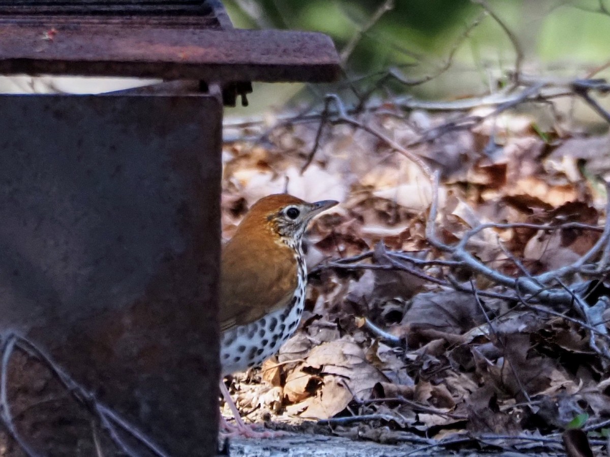 Wood Thrush - ML618100775