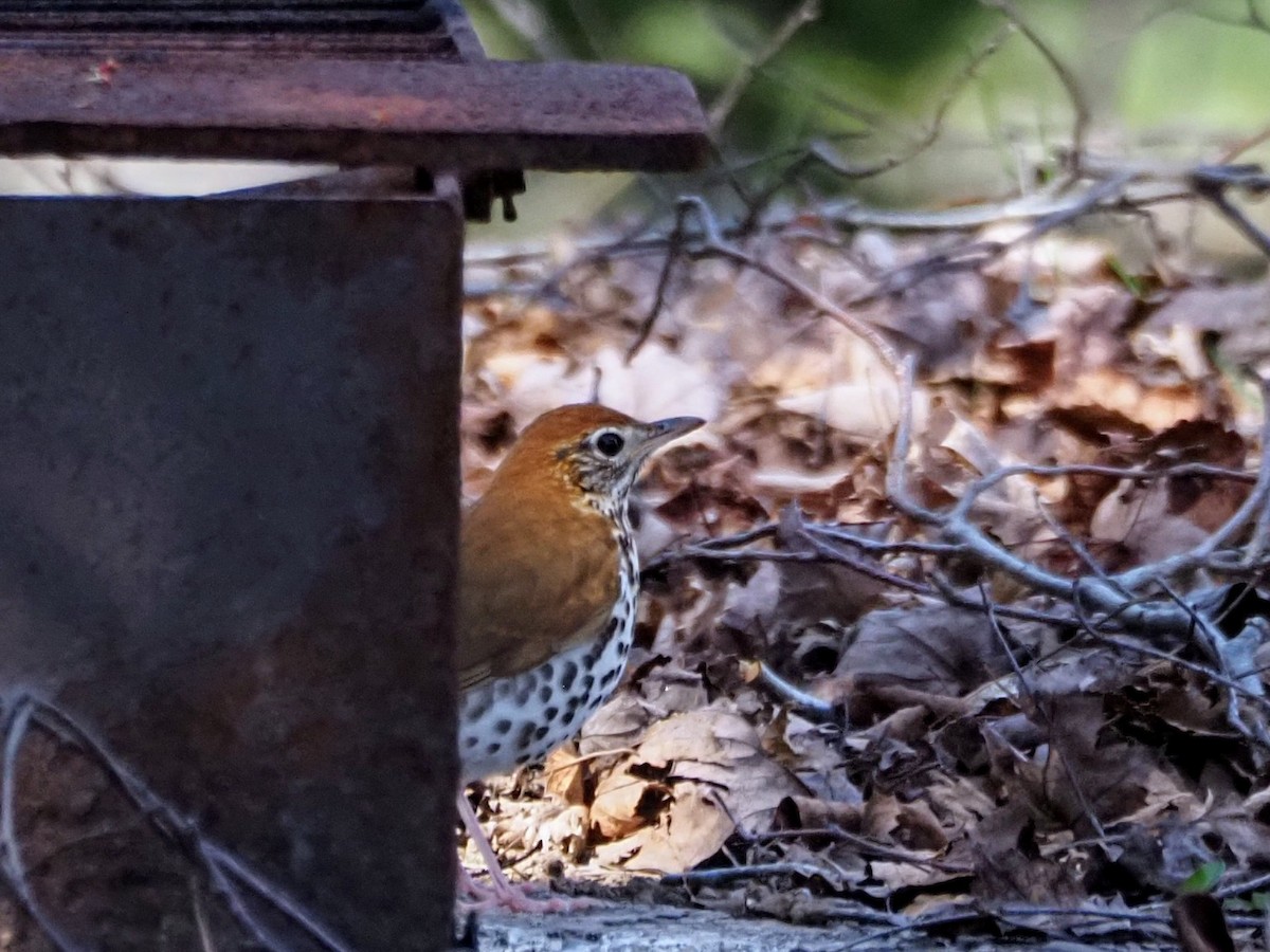 Wood Thrush - Angela MacDonald