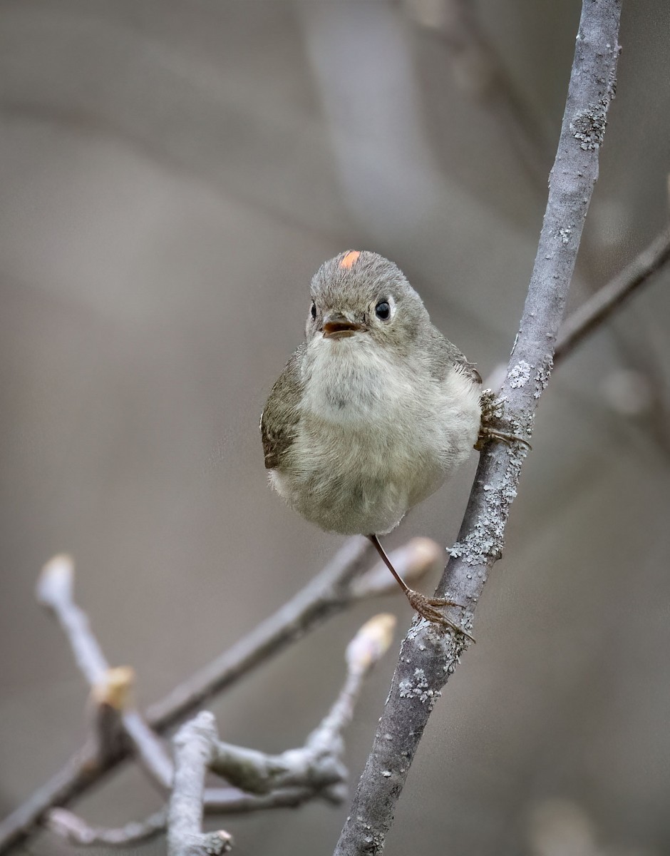 Ruby-crowned Kinglet - Suzanne Labbé