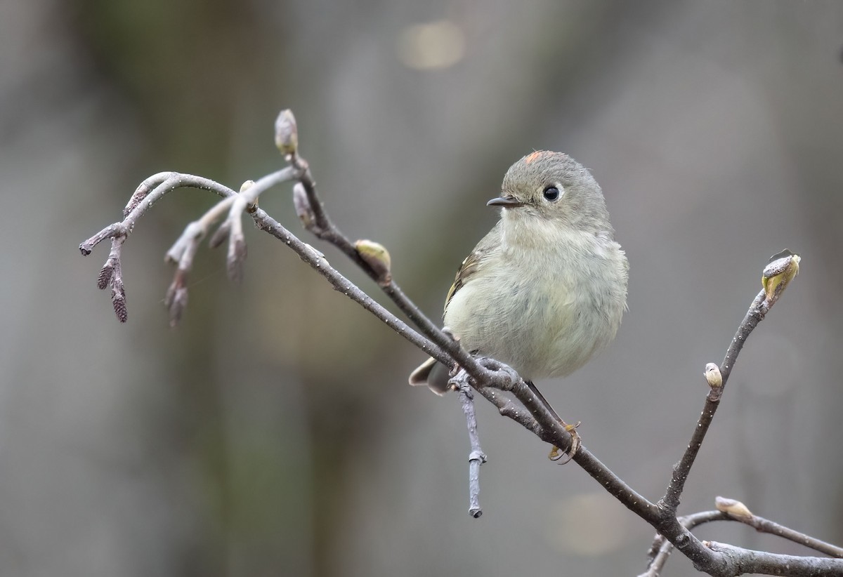 Ruby-crowned Kinglet - Suzanne Labbé