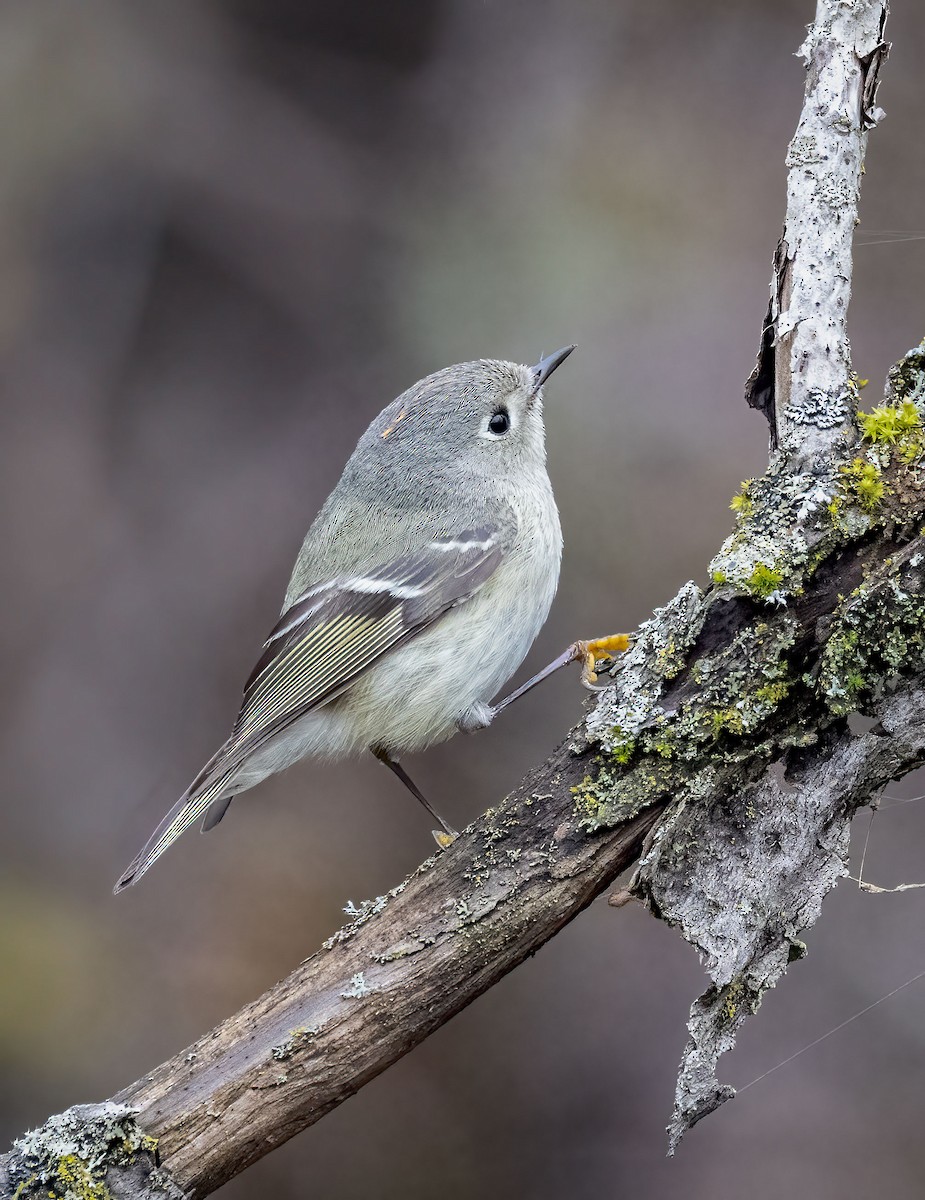 Ruby-crowned Kinglet - Suzanne Labbé