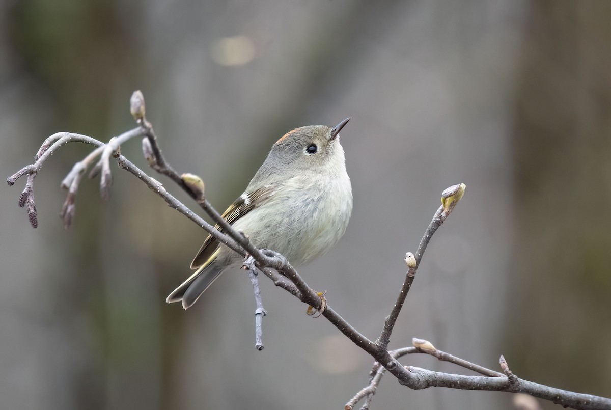 Ruby-crowned Kinglet - Suzanne Labbé