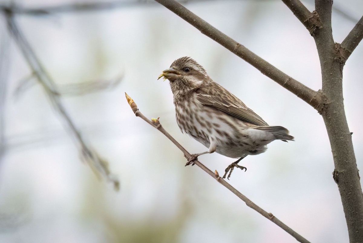 Purple Finch - Suzanne Labbé