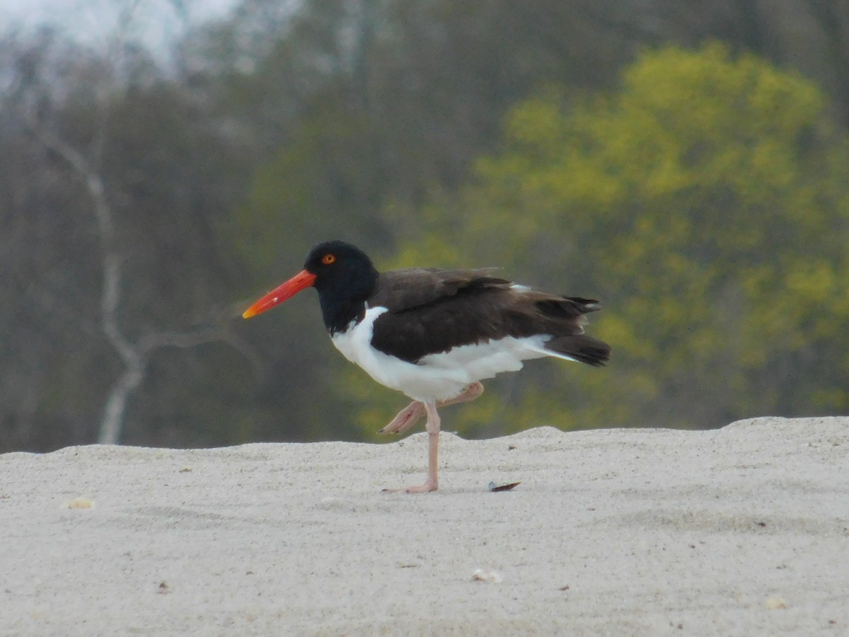 American Oystercatcher - ML618100821