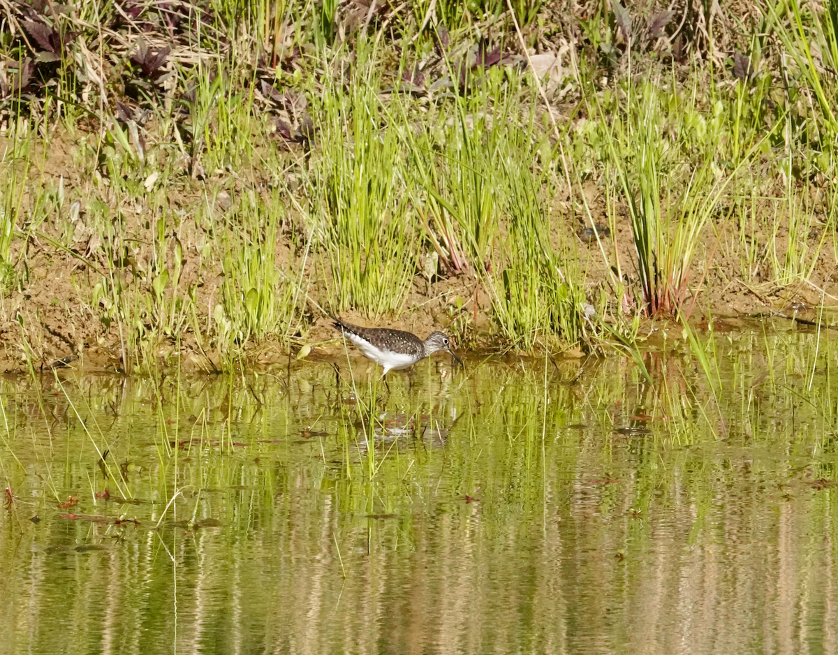 Solitary Sandpiper - Aaron T