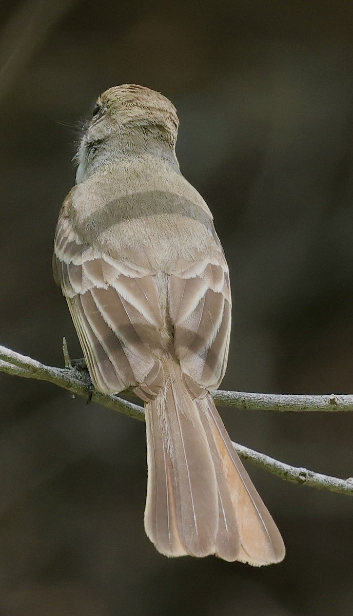 Nutting's Flycatcher - Willie Sekula