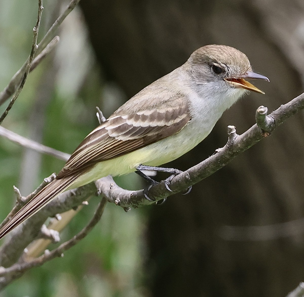 Nutting's Flycatcher - Willie Sekula