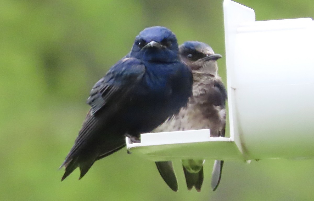 Purple Martin - ML618100838