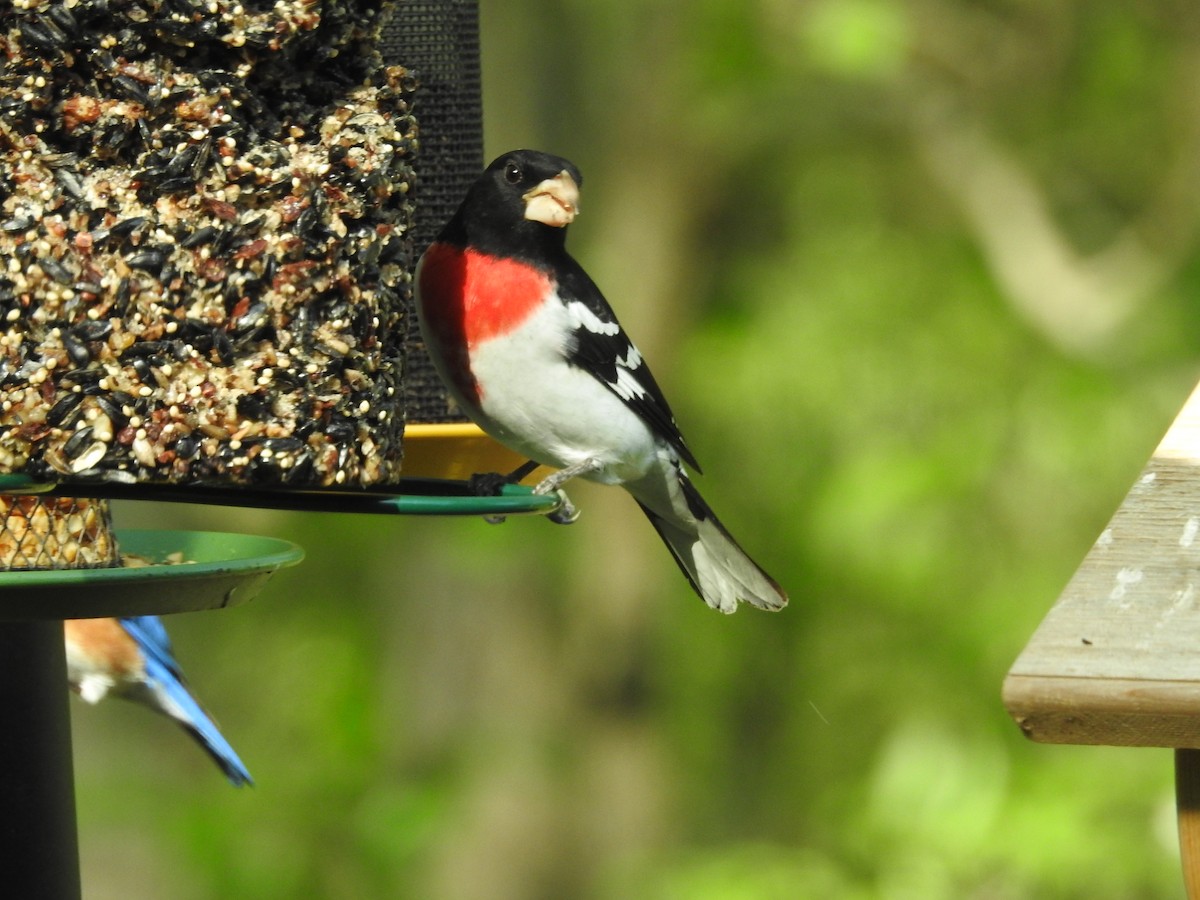 Rose-breasted Grosbeak - Richard A Fischer Sr.