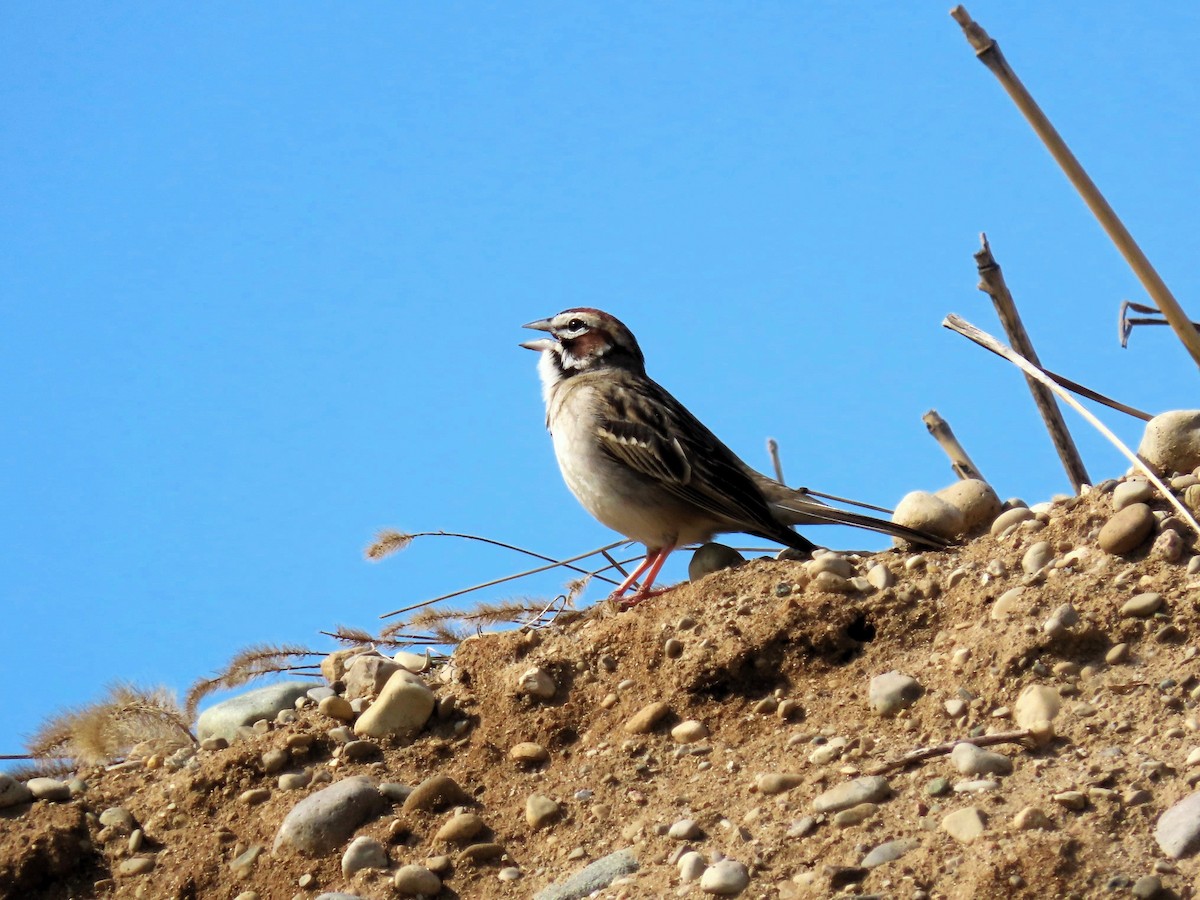 Lark Sparrow - Randy Morgan