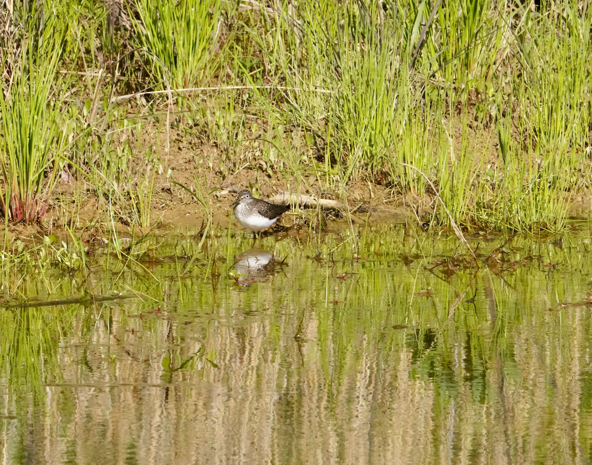 Solitary Sandpiper - Aaron T