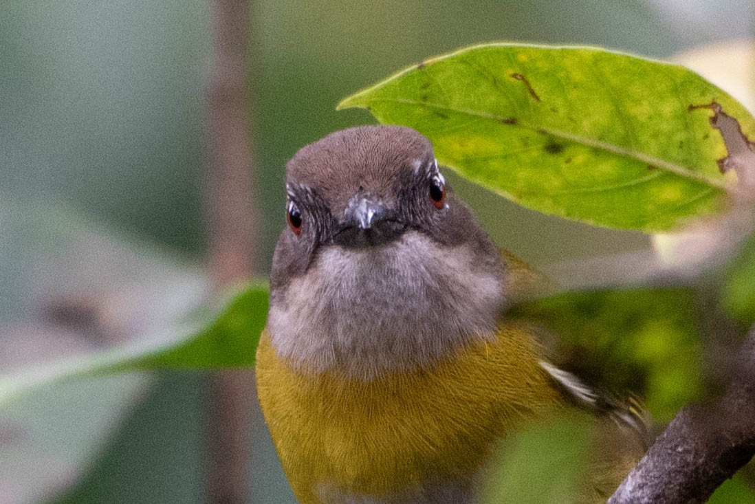 Common Chlorospingus - Andrea Heine