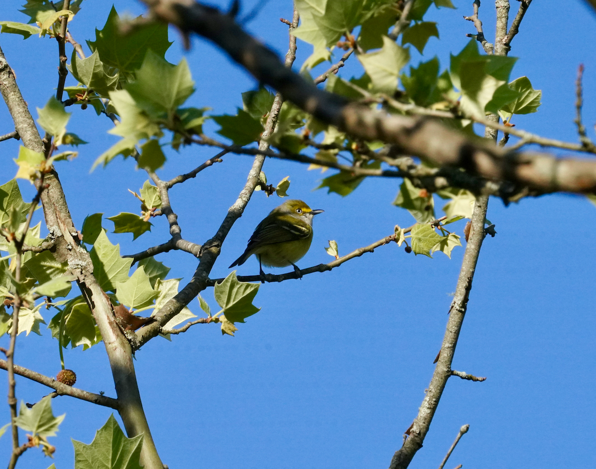 White-eyed Vireo - Aaron T