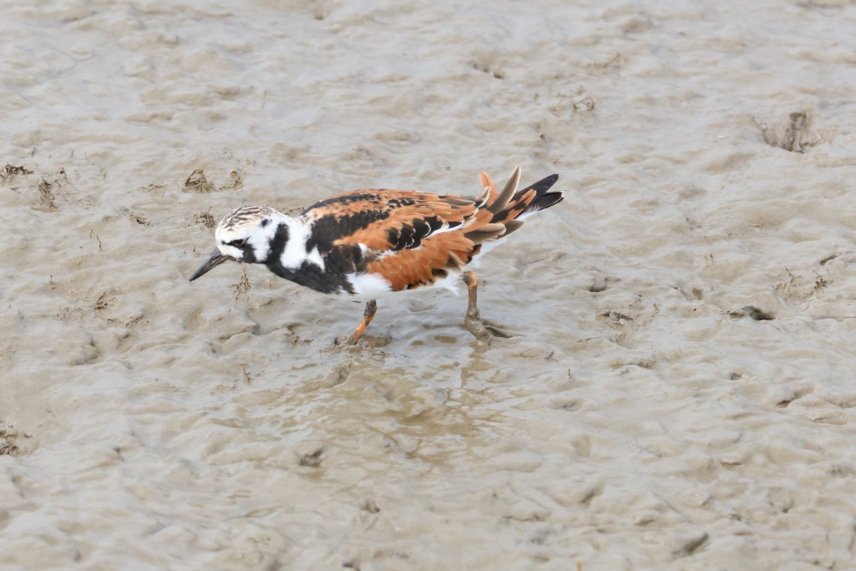 Ruddy Turnstone - John Leonard