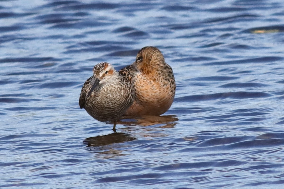 Stilt Sandpiper - Margaret Viens