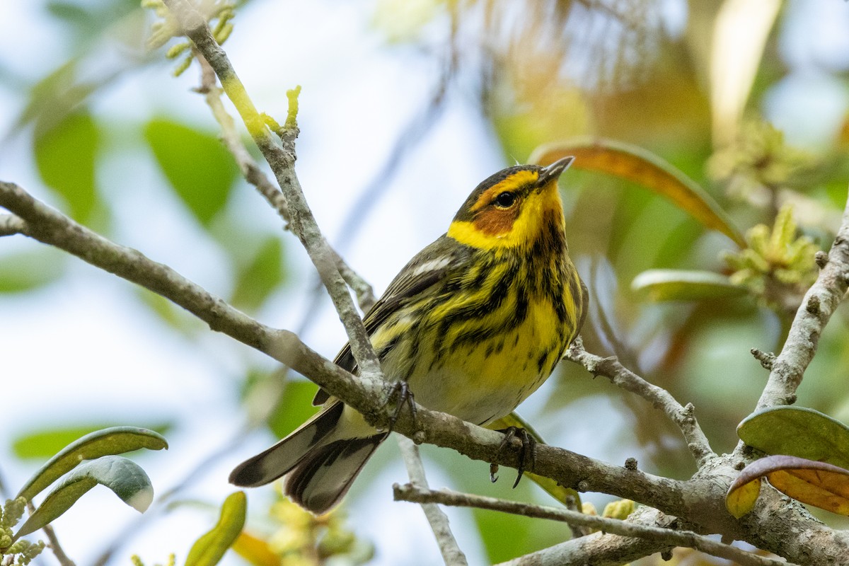 Cape May Warbler - Tommy Mullen