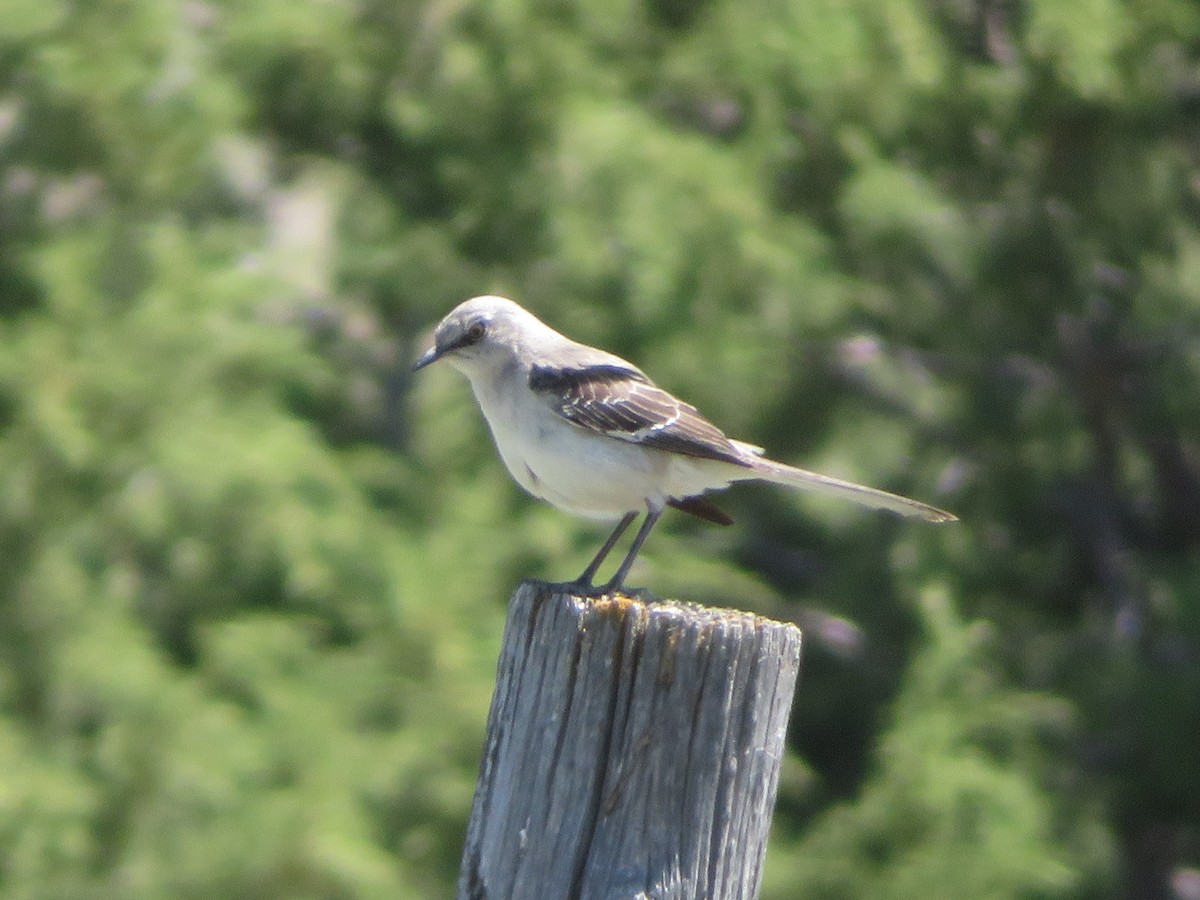 Northern Mockingbird - ML618100967