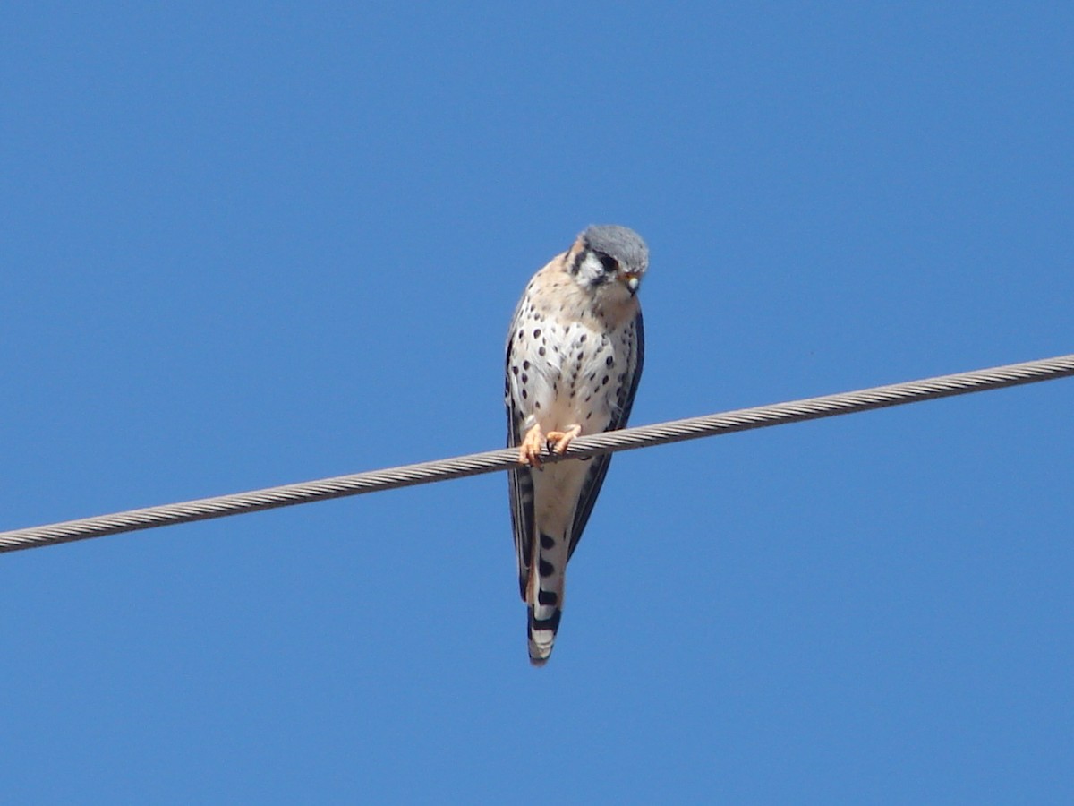 American Kestrel - ML618101001