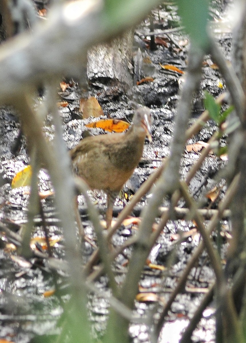 Clapper Rail - ML618101051