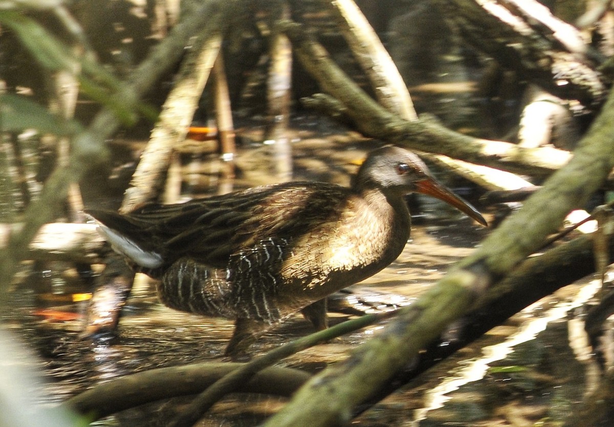 Clapper Rail - ML618101052