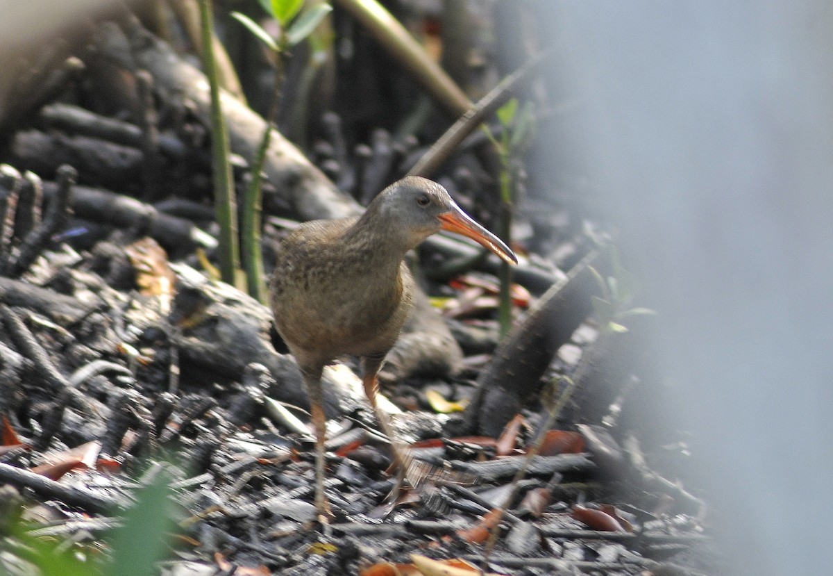 Clapper Rail - ML618101054