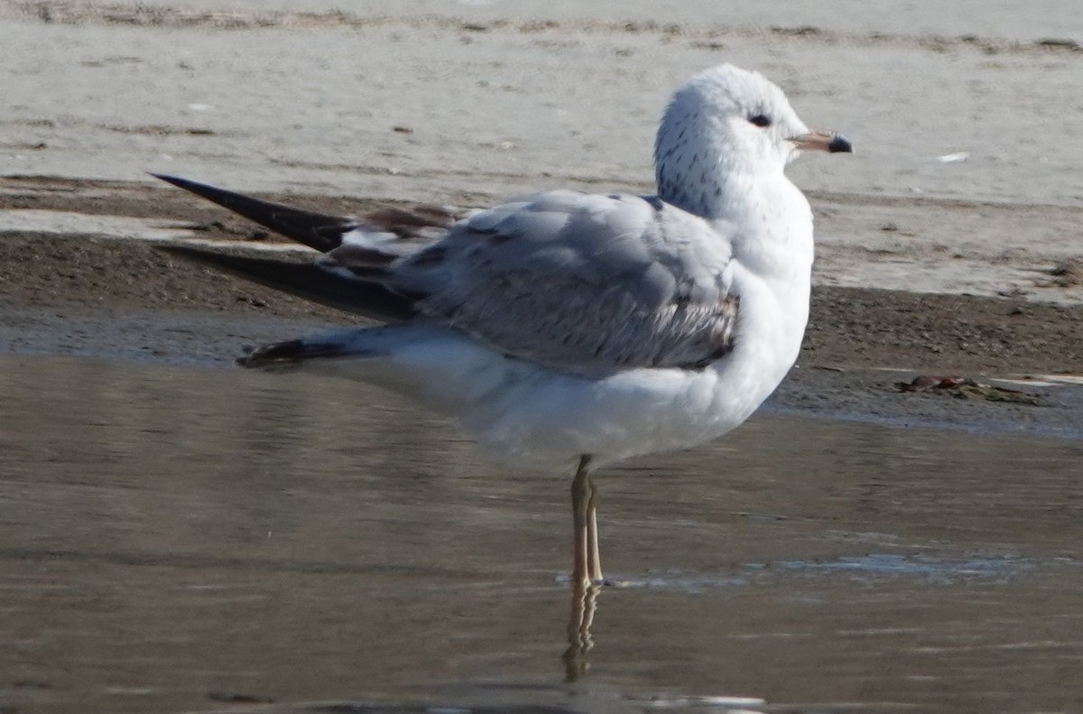 Ring-billed Gull - Brad Rumble