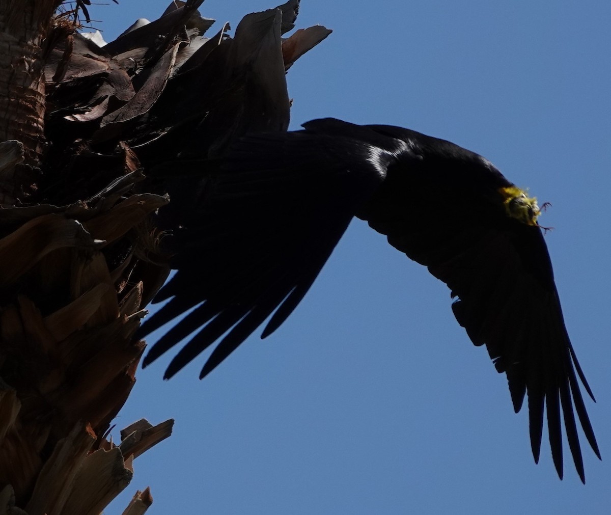 Common Raven - Tracee Geernaert