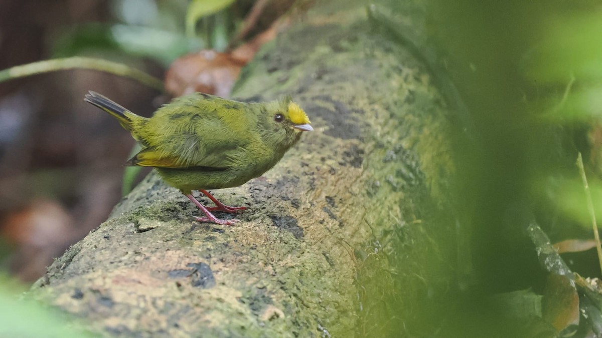 Manakin à ailes d'or - ML618101149