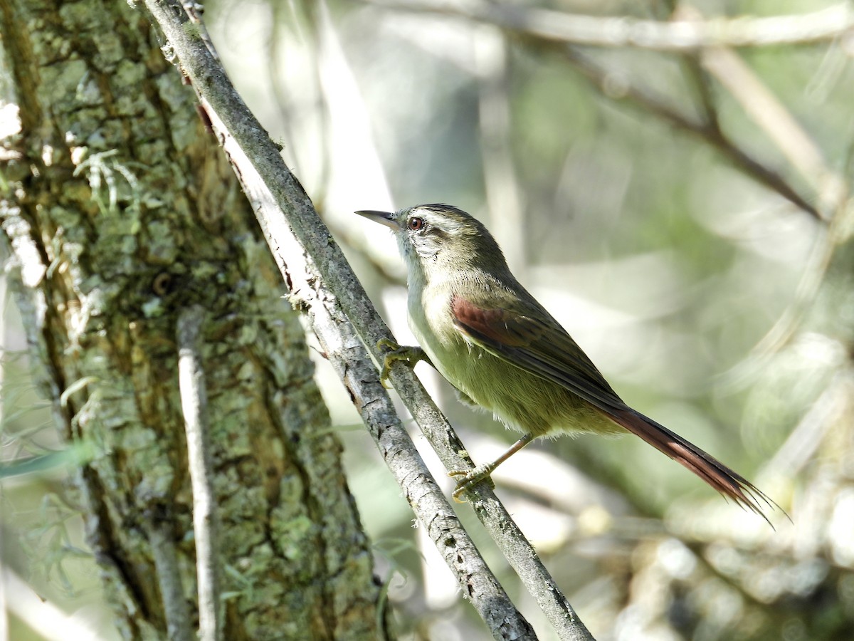 Stripe-crowned Spinetail - Alejandra Pons