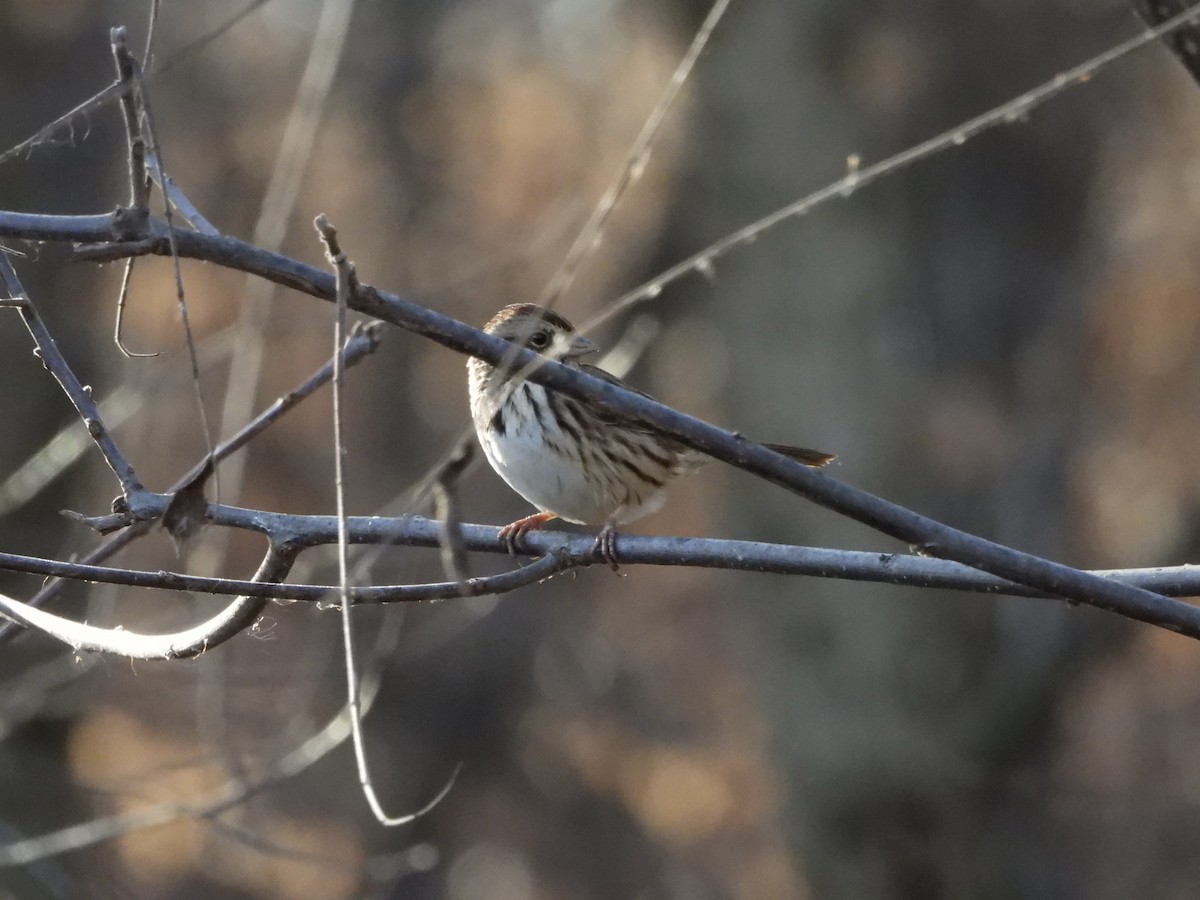 Song Sparrow - ML618101159