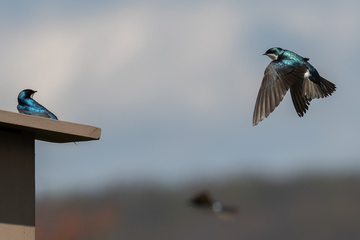 Tree Swallow - Mike Schijf