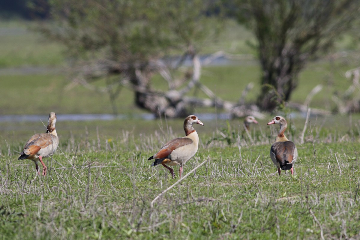 Egyptian Goose - ML618101258