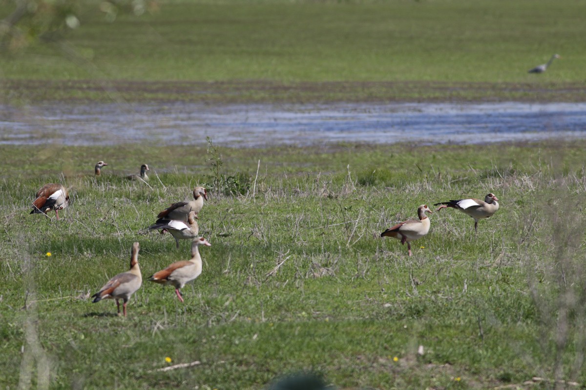 Egyptian Goose - ML618101259