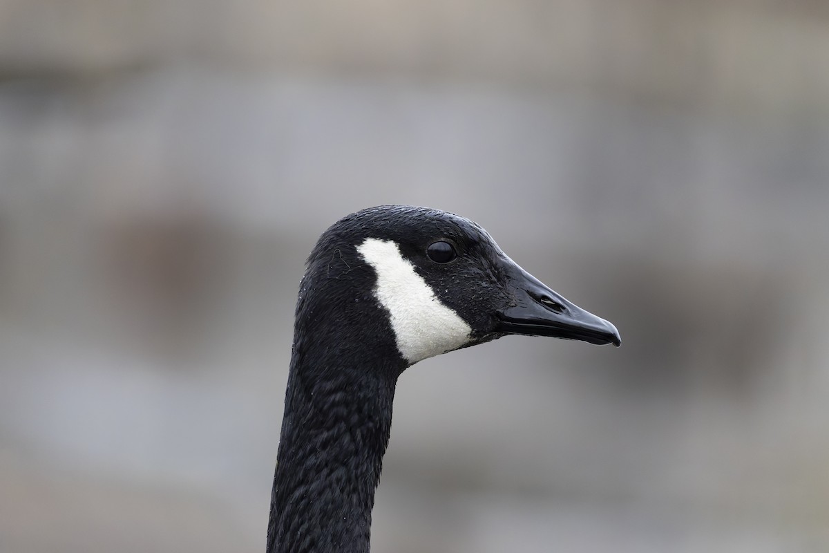 Canada Goose - Stephane Demers