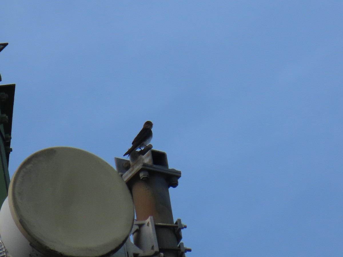 Gray-breasted Martin - Stephen Younger