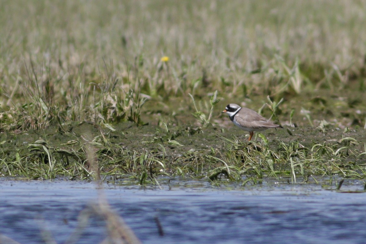 Common Ringed Plover - Wojciech Siuda