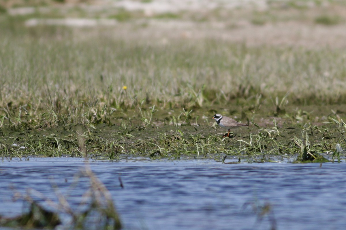 Common Ringed Plover - Wojciech Siuda