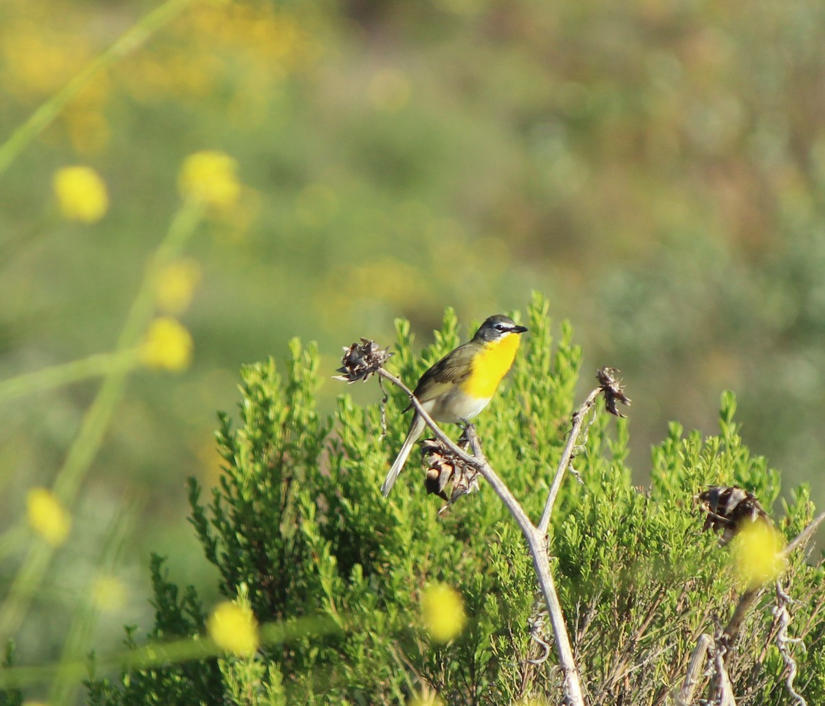 Yellow-breasted Chat - Liz & Kev