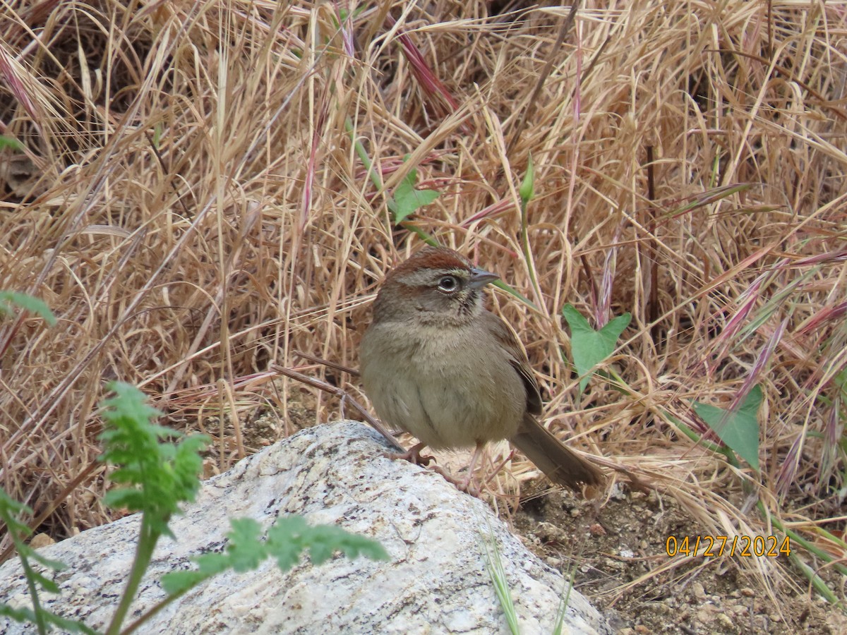 Rufous-crowned Sparrow - ML618101298
