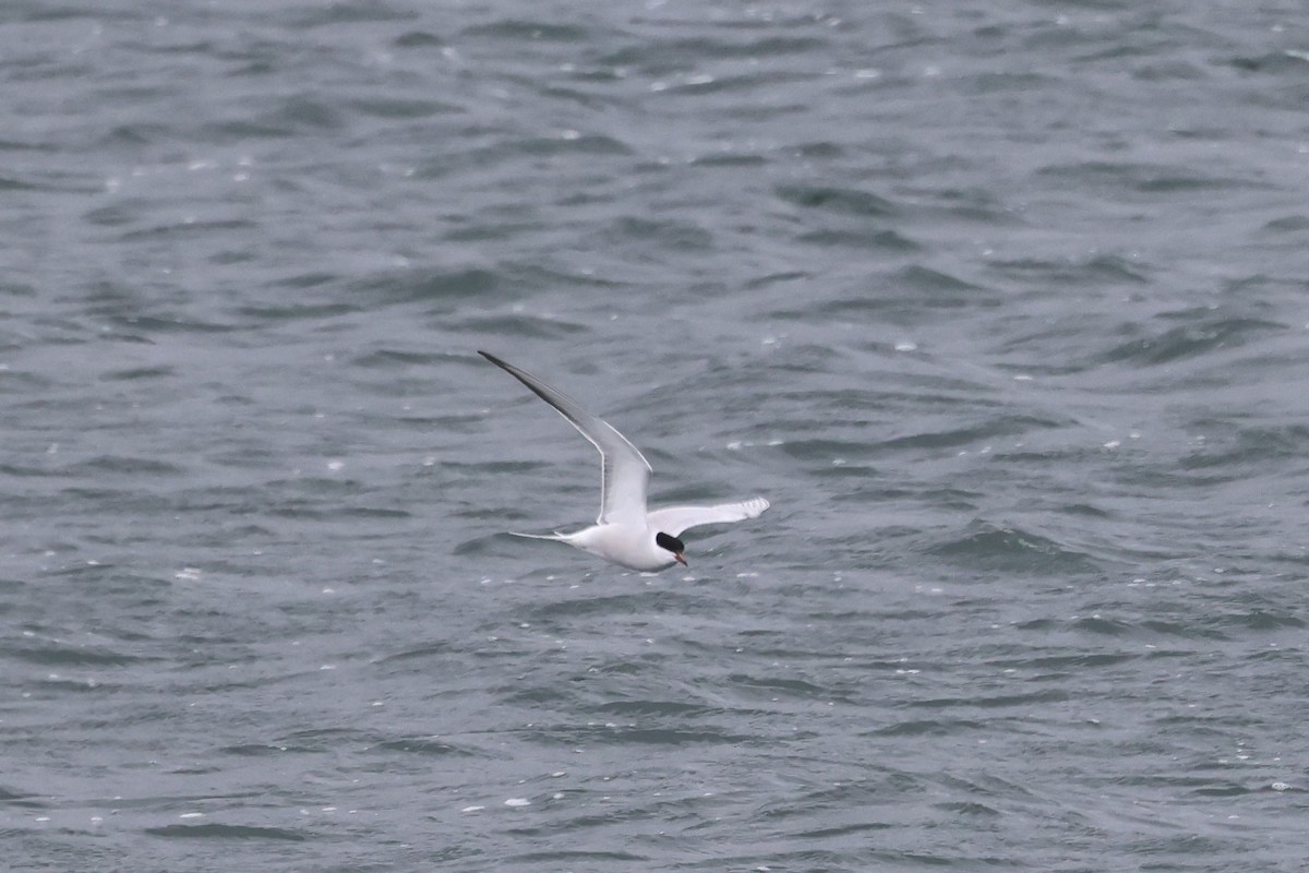 Common Tern - Alan Bird