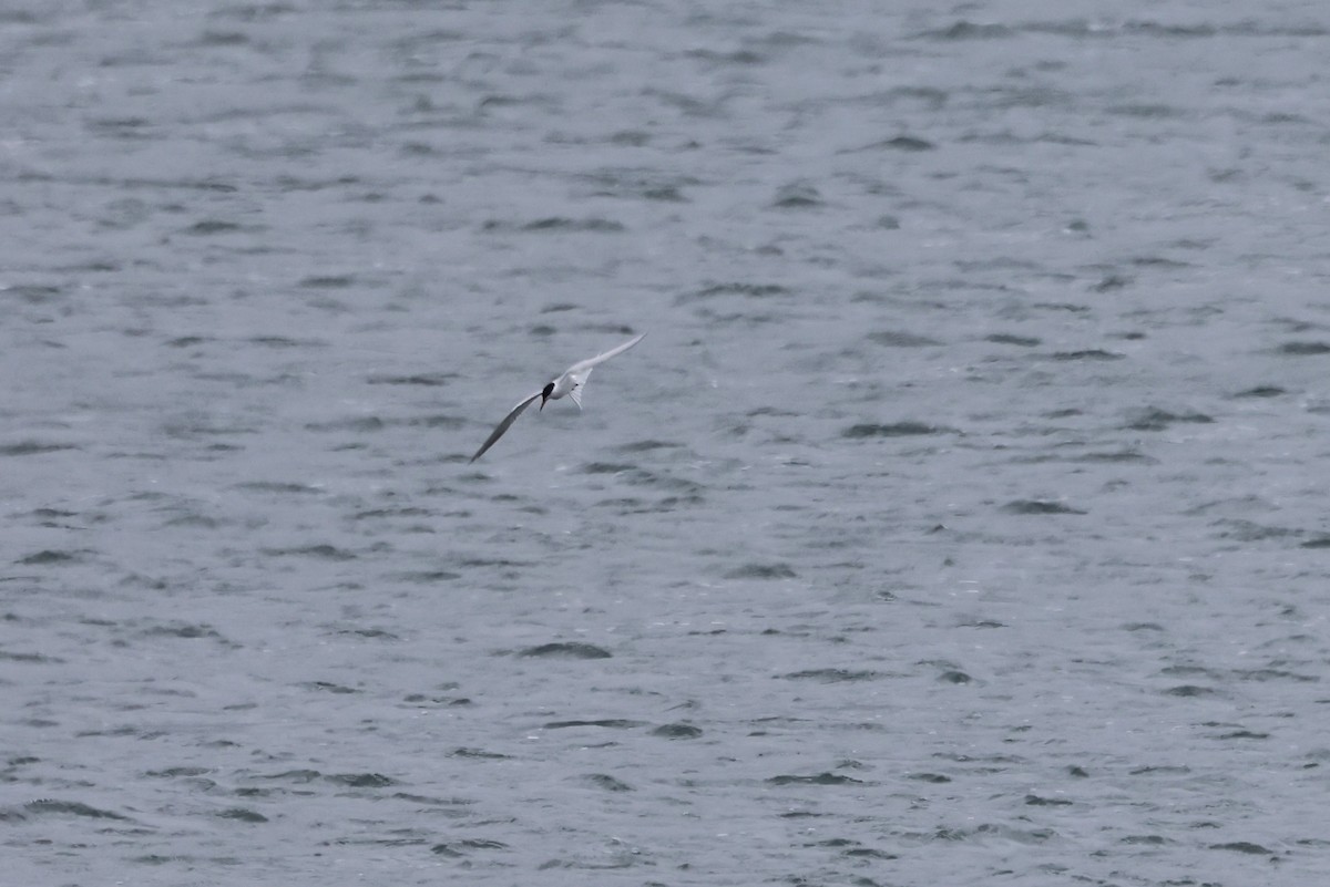 Common Tern - Alan Bird