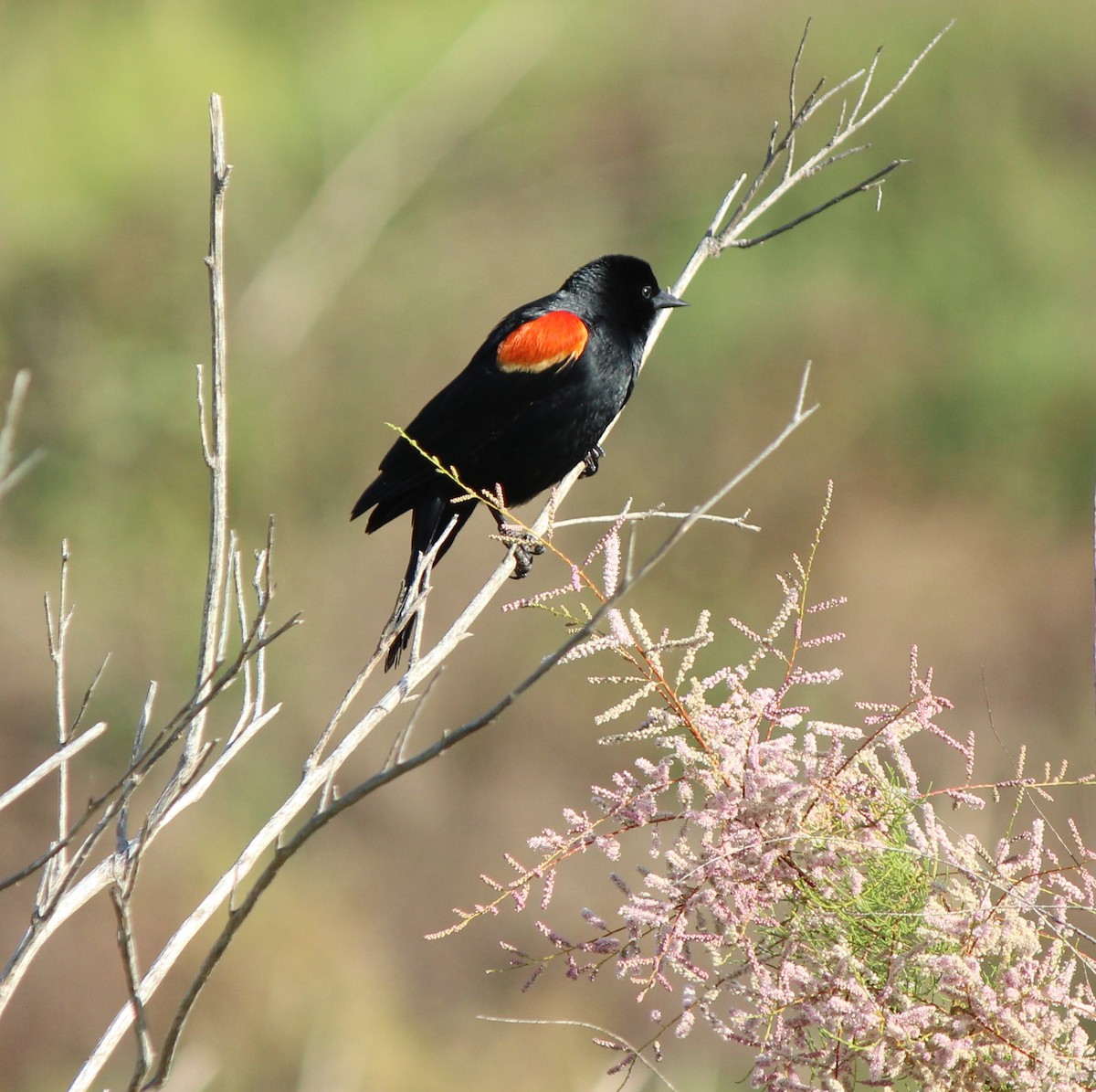 Red-winged Blackbird - ML618101307