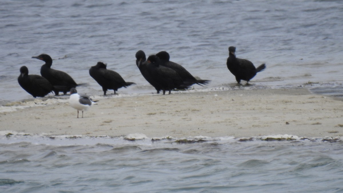 Double-crested Cormorant - Anca Vlasopolos