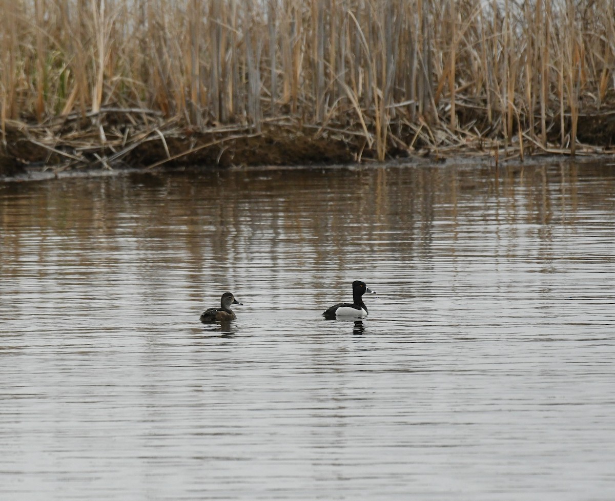 Ring-necked Duck - Marcia Suchy